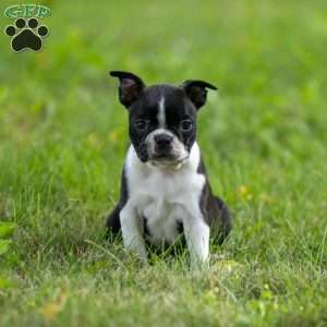 Kylie, Boston Terrier Puppy